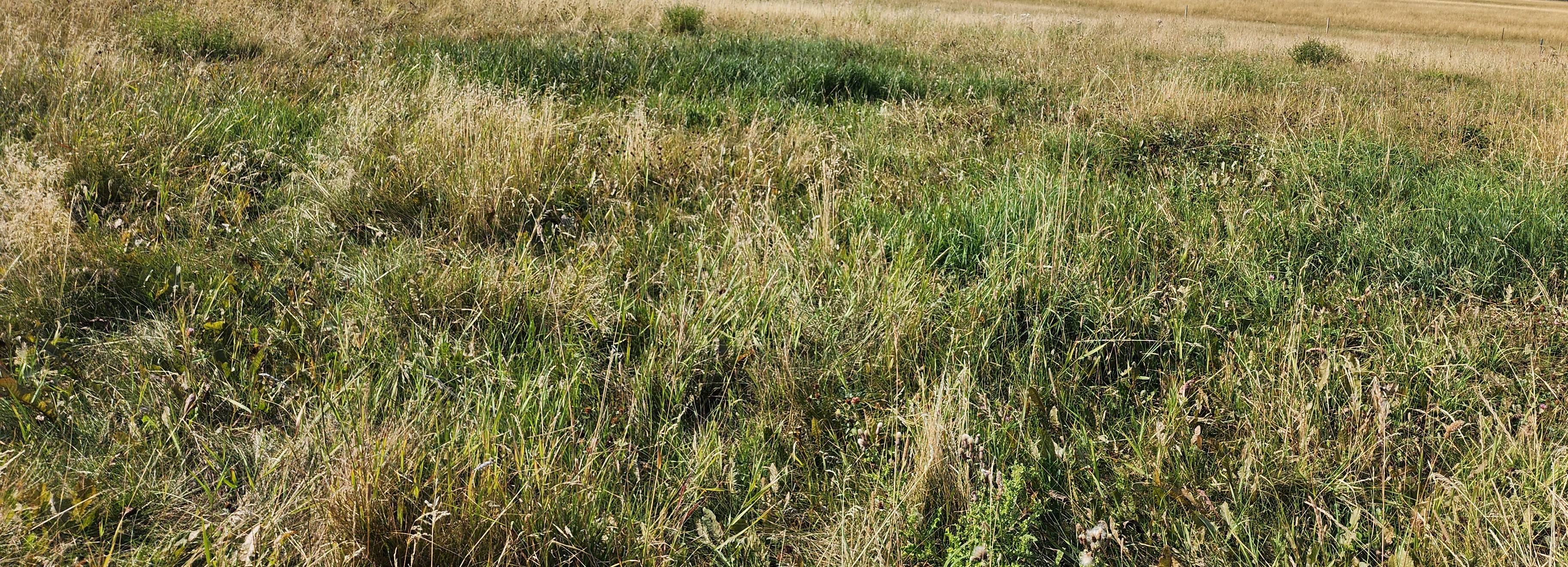 Improved pasture growth following bale grazing