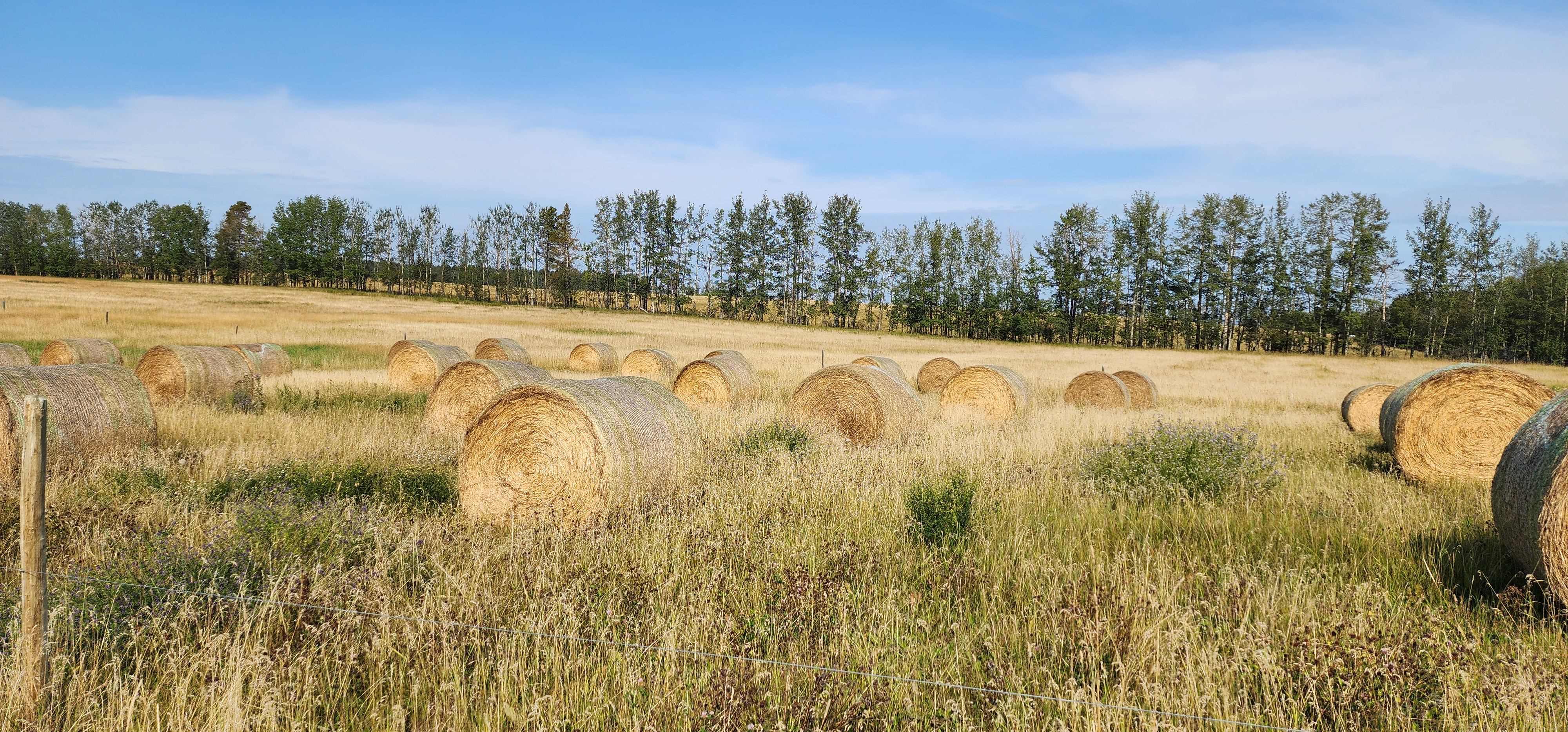 Strategic placement of hay bales for bale grazing